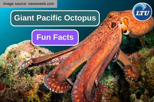 11 Fascinating Fun Facts About Giant Pacific Octopus